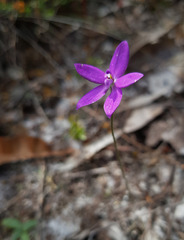 Glossodia minor