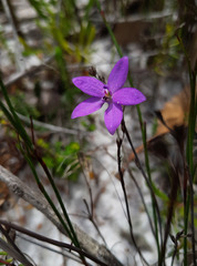 Glossodia minor