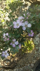 Leptospermum