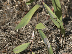 Utetheisa pulchelloides