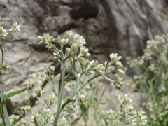 Pseudognaphalium pringlei