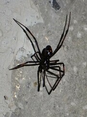 Latrodectus variolus