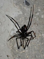 Latrodectus variolus