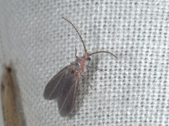 Monophlebidae