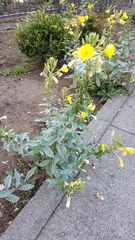 Oenothera glazioviana