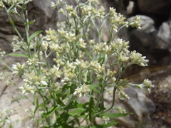 Pseudognaphalium pringlei