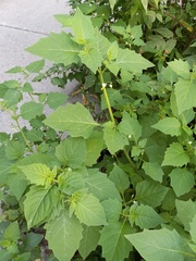 Solanum emulans