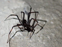 Latrodectus variolus