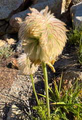 Pulsatilla occidentalis