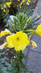 Oenothera glazioviana