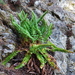 Kruckeberg's Sword Fern - Photo (c) Tab Tannery, some rights reserved (CC BY-NC-SA)