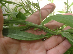 Pseudognaphalium pringlei