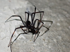 Latrodectus variolus