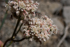 Eriogonum elatum