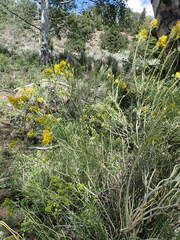 Chrysothamnus viscidiflorus