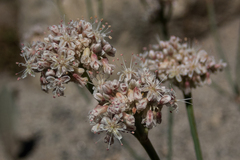 Eriogonum elatum