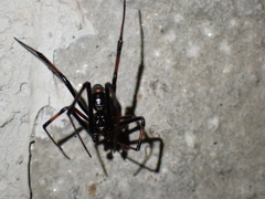 Latrodectus variolus