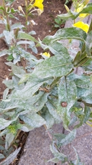 Oenothera glazioviana