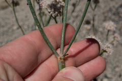 Eriogonum elatum