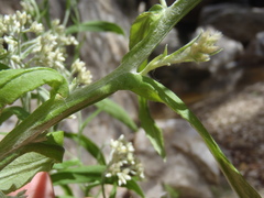 Pseudognaphalium pringlei