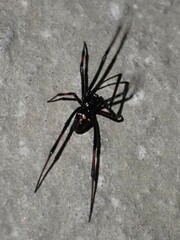 Latrodectus variolus