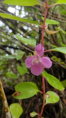 Heterocentron subtriplinervium