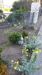 Oenothera glazioviana