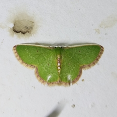 Synchlora