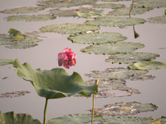 Nelumbo nucifera