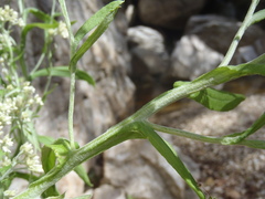 Pseudognaphalium pringlei