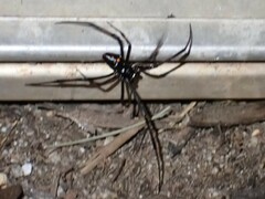 Latrodectus variolus