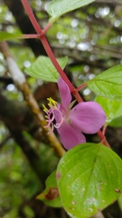 Heterocentron subtriplinervium