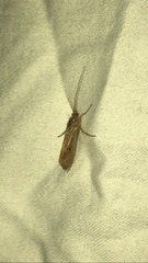 Limnephilus rhombicus