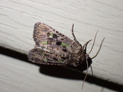 Lacinipolia renigera