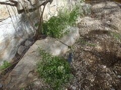 Pseudognaphalium pringlei