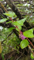 Heterocentron subtriplinervium