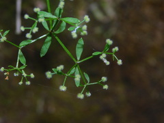 Galium uncinulatum