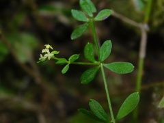 Galium uncinulatum