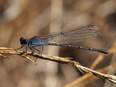 Argia lugens