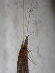 Leptoceridae
