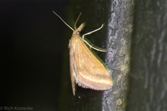 Microtheoris ophionalis