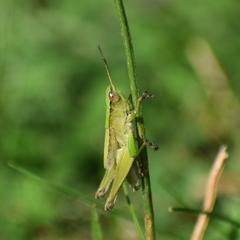 Dichromorpha viridis