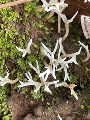 Clavaria