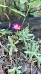 Cosmos parviflorus
