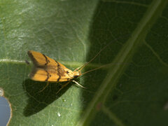 Crocanthes characotis