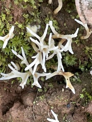 Clavaria