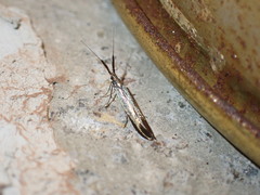Coleophora mayrella