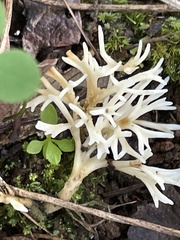 Clavaria