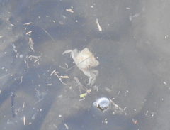 Hemigrapsus oregonensis