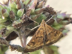 Pyrausta californicalis